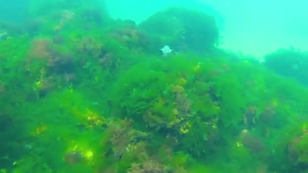 黒海の水中風景 海底の緑 茶色の藻類 — ストック動画