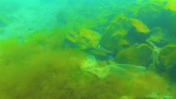 Ekologie Černého Moře Plastový Odpad Mezi Zelenými Řasami Mořském Dně — Stock video
