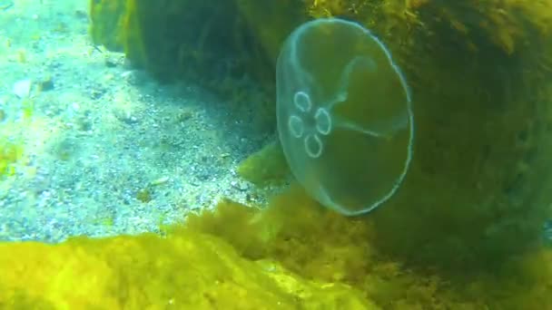 月球水母 Aurelia Aurita 常见水母 茶托水母 漂浮在黑海地区水柱上的水母 — 图库视频影像