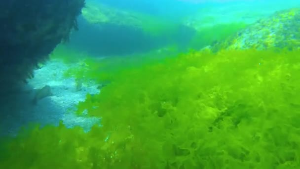 Unterwasserlandschaft Schwarzen Meer Grün Rot Und Braunalgen Auf Dem Meeresboden — Stockvideo