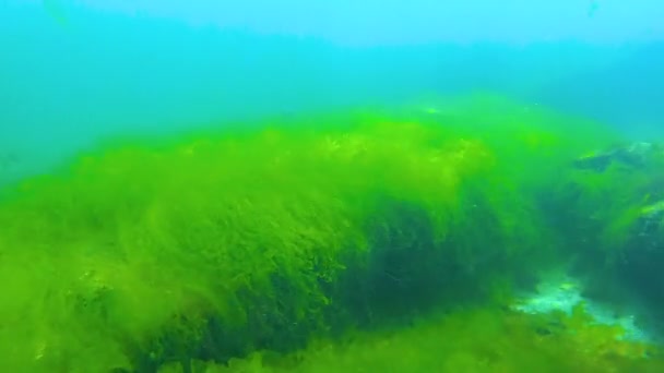 Onderwaterlandschap Zwarte Zee Groene Rode Bruine Algen Zeebodem — Stockvideo