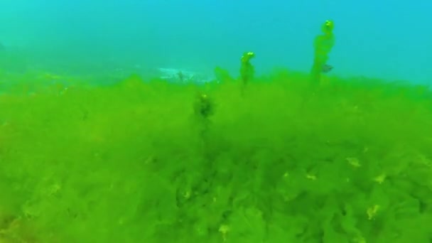 Undervattenslandskap Svarta Havet Gröna Röda Och Bruna Alger Havsbotten — Stockvideo