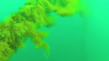 Karadeniz 'deki deniz suyu kolunda bir ipte hidroid polipleri ve algler.