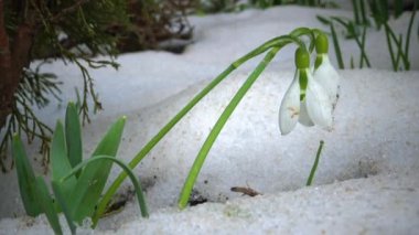 Galanthus elwesii (Elwes 'un kar damlası, daha büyük kar damlası) ilkbaharın başlarında karda çiçekler