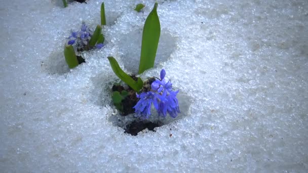 Flowers Snow Cold Spring Nature Ephemeroids Primroses Survive Frost Snow — Stock Video
