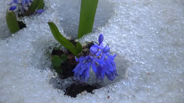 Fiori Nella Neve Primavera Fredda Natura Primule Degli Efemeroidi Sopravvivono — Video Stock