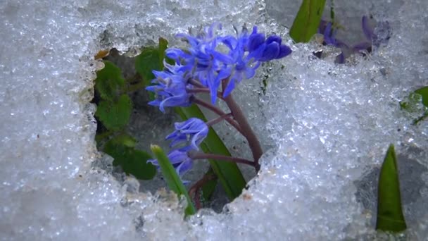 Fiori Nella Neve Primavera Fredda Natura Primule Degli Efemeroidi Sopravvivono — Video Stock