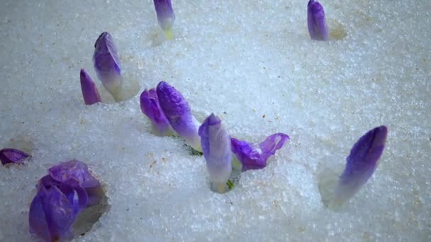 Μοβ Λουλούδια Κρόκου Στις Αρχές Της Άνοιξης Στο Χιόνι — Αρχείο Βίντεο