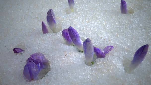 Fioletowe Kwiaty Krokusa Wczesną Wiosną Śniegu — Wideo stockowe