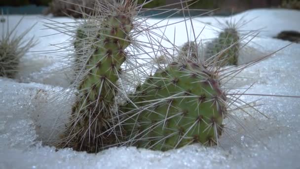 雪の中のサボテン 自然の中で寒い冬 砂漠の植物は雪の中で霜を生き残る — ストック動画