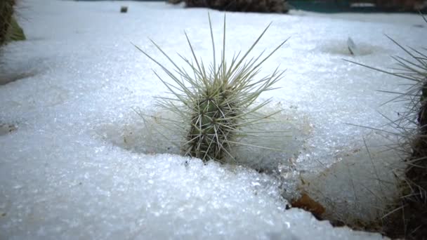Kakteen Schnee Kalte Winter Der Natur Wüstenpflanzen Überleben Frost Schnee — Stockvideo