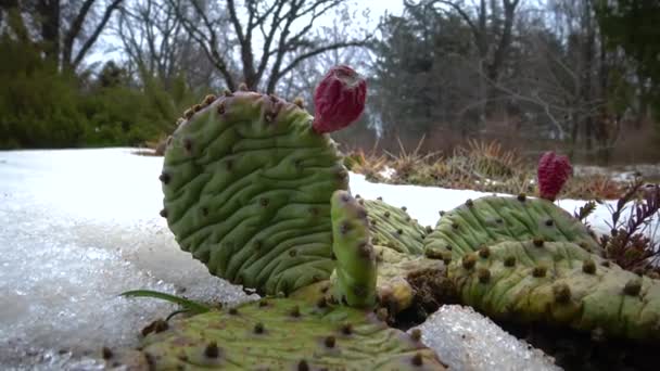 Cactus Nieve Frío Invierno Naturaleza Plantas Del Desierto Sobreviven Las — Vídeos de Stock