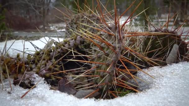 仙人掌在雪地里 寒冬在大自然里 荒漠植物在霜冻中存活 — 图库视频影像