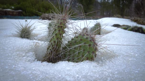 雪の中のサボテン 自然の中で寒い冬 砂漠の植物は雪の中で霜を生き残る — ストック動画