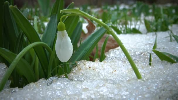 Galanthus Elwesii Elwes Hóvirág Nagyobb Hóvirág Virágok Kora Tavasszal Hóban — Stock videók