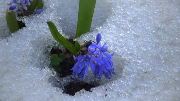 Blommor Snön Kall Vår Naturen Efemeroider Primulor Överlever Frost Snön — Stockvideo