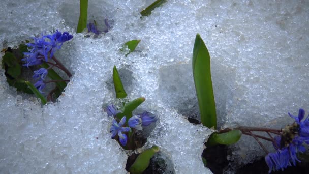 Flowers Snow Cold Spring Nature Ephemeroids Primroses Survive Frost Snow — Stock Video
