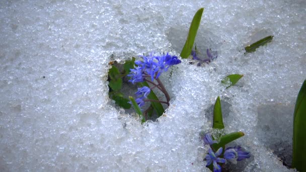 Virágok Hóban Hideg Tavasz Természetben Efemeroidok Primrózsák Túlélik Fagy Hóban — Stock videók
