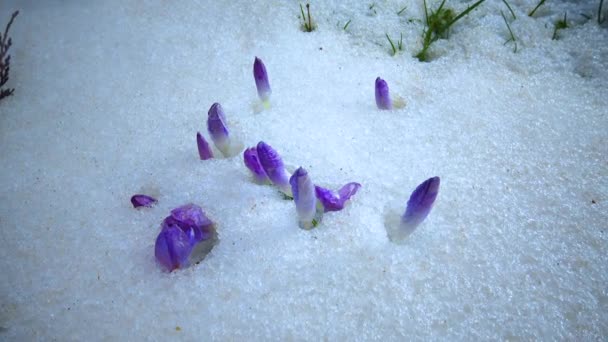 初春に雪の中で紫色の花を咲かせます — ストック動画
