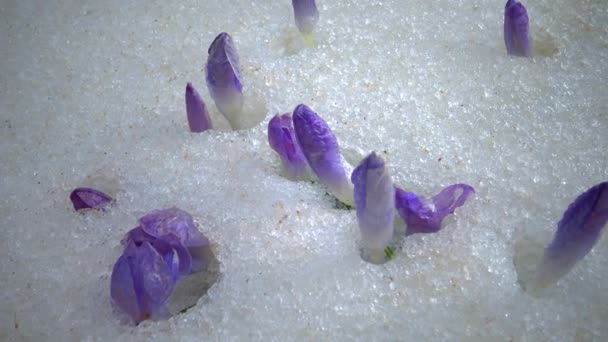 Flores Cocodrilo Púrpura Principios Primavera Nieve — Vídeos de Stock