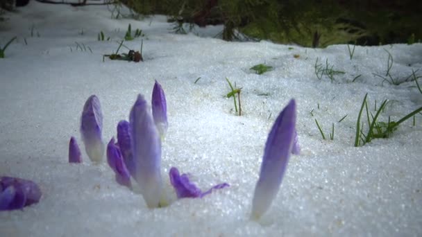 Fioletowe Kwiaty Krokusa Wczesną Wiosną Śniegu — Wideo stockowe