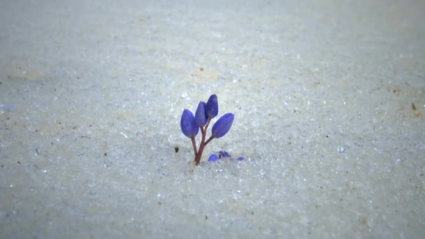 雪の中の花 自然の中の寒い春 雪の中で霜を生き残るエフェメロイドの桜草 — ストック動画