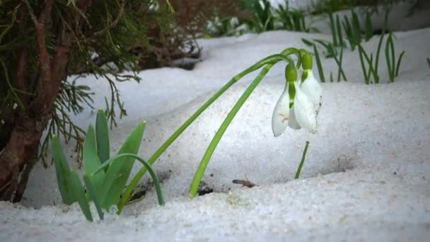 Galanthus Elwesii Elwes Snowdrop Greater Snowdrop Flowers Early Spring Snow — Stock Video