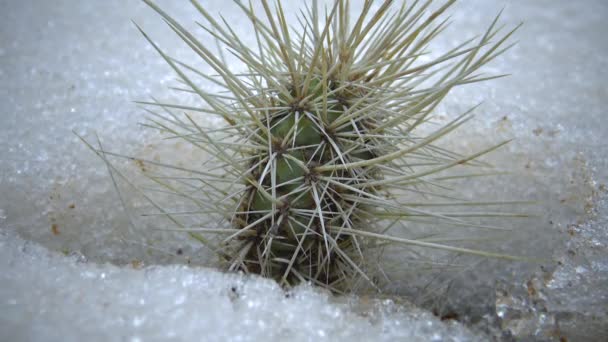Касті Снігу Холодна Зима Природі Пустельні Рослини Переживають Морози Снігу — стокове відео