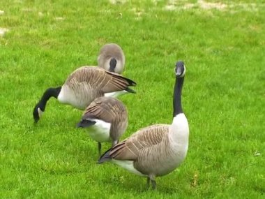 Kanada kazı (Branta canadensis), yabani kazlar yeşil otlarla çimenlikte otlar.