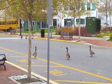 Kanadalı kaz (Branta canadensis), şehir caddesi boyunca yürüyen yabani kazlar, insanlardan ve arabalardan korkmaz.