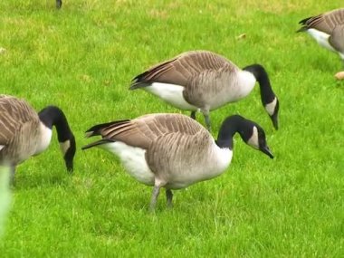 Kanada kazı (Branta canadensis), yabani kazlar yeşil otlarla çimenlikte otlar.