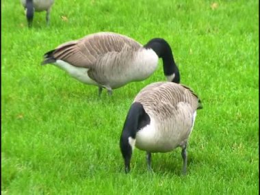 Kanada kazı (Branta canadensis), yabani kazlar yeşil otlarla çimenlikte otlar.