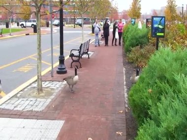 ABD, KEMBDON - 21 Kasım 2009: Kanadalı kaz (Branta canadensis), şehir caddesi boyunca yürüyen yabani kazlar, insanlardan ve arabalardan korkmaz