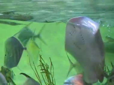 ABD 'nin Cambdon Akvaryumu' nda mangrov balıklı tropikal akvaryum