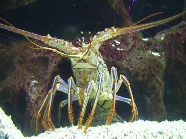 Achelata, yetişkin bir ıstakozun akvaryuma yakın çekimi.