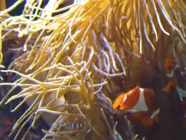 Palyaço balığı (Amphiprion ocellaris) anemonların dokunaçları, balık ve anemonların ortak yaşamı arasında yüzer.
