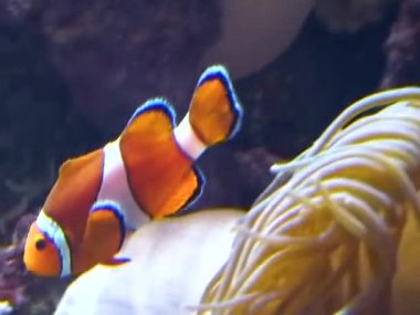 Palyaço balığı (Amphiprion ocellaris) anemonların dokunaçları, balık ve anemonların ortak yaşamı arasında yüzer.