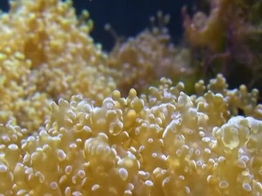 Tentacles of large sea anemone in a marine aquarium