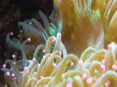 Tentacles of large sea anemone in a marine aquarium
