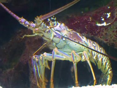 Achelata, yetişkin bir ıstakozun akvaryuma yakın çekimi.