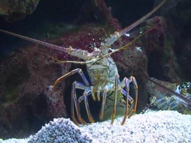 Achelata, yetişkin bir ıstakozun akvaryuma yakın çekimi.