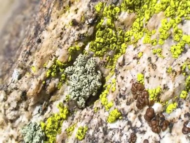 ABD 'nin Sierra Nevada dağlarındaki kayalıklarda yeşil ve kahverengi liken