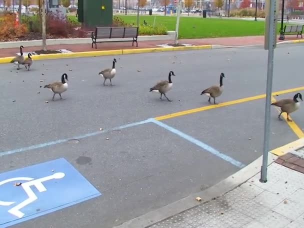 Kanadalı Kaz Branta Canadensis Şehir Caddesi Boyunca Yürüyen Yabani Kazlar — Stok video