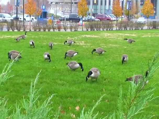 Canadian Goose Branta Canadensis Wild Geese Graze Lawn Green Grass — Stock Video