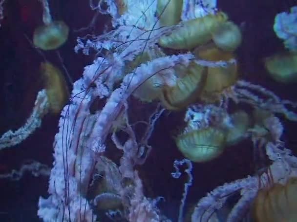 Jellyfish Swim Large Aquarium Oceanarium — Vídeo de Stock