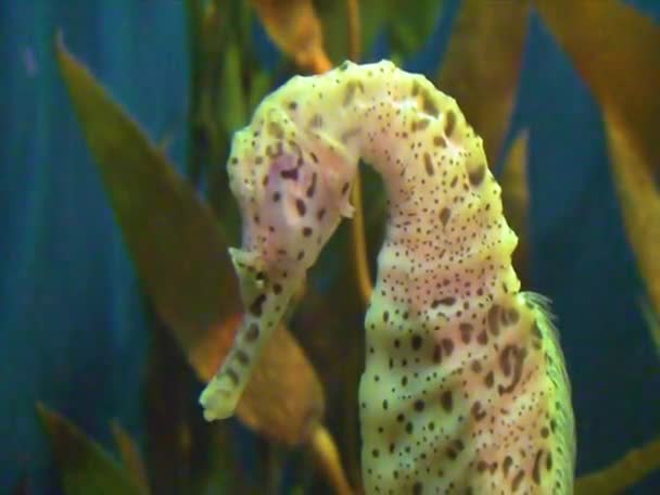 Морський Коник Великому Акваріумі Океані — стокове відео