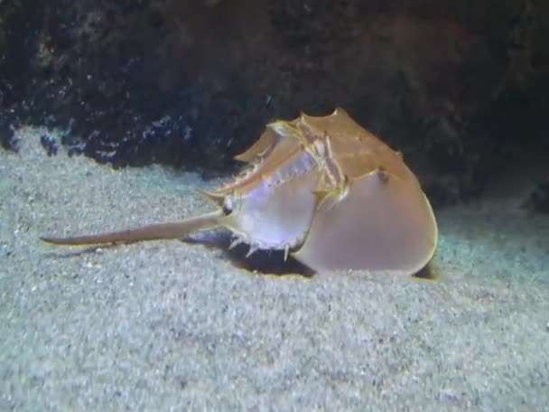 Xiphosura Atlantic Horseshoe Crab Limulus Polyphemus — Stock Video