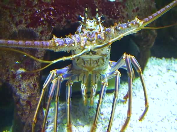 Achelata Gros Plan Crustacé Homard Adulte Dans Aquarium — Video