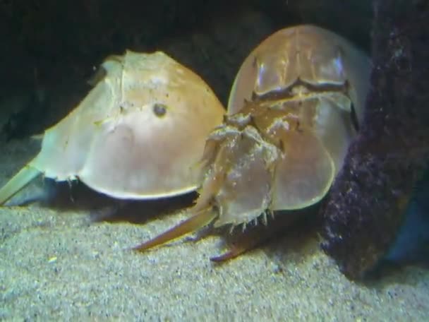 Xiphosura Atlantic Horseshoe Crab Limulus Polyphemus — Stock Video