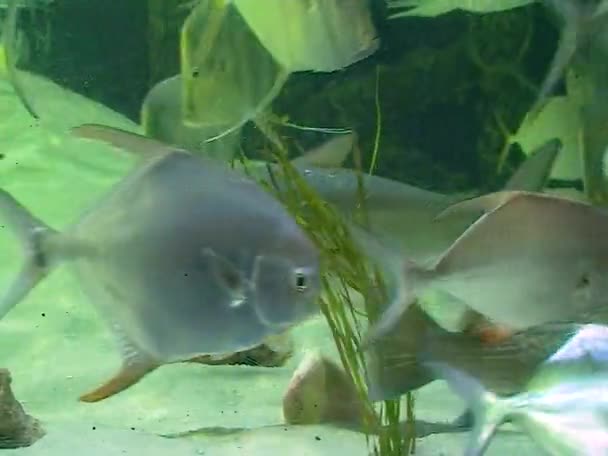 Tropical Aquarium Mangrove Fish Cambdon Aquarium Usa — Video